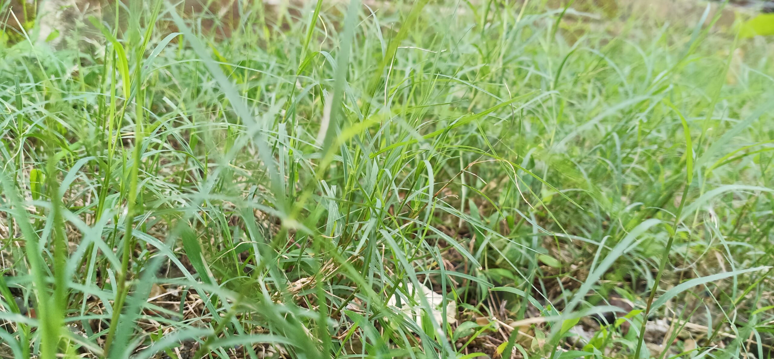 paragis grass
