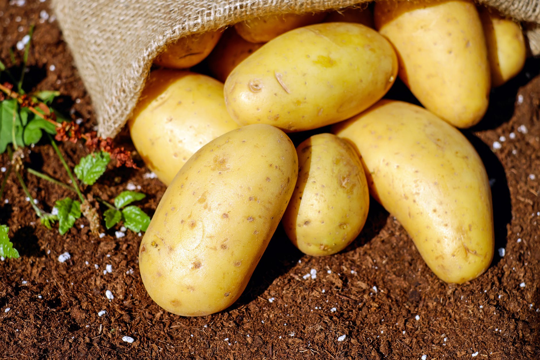 10 Healthy Foods to Lose Weight 5 potatoes