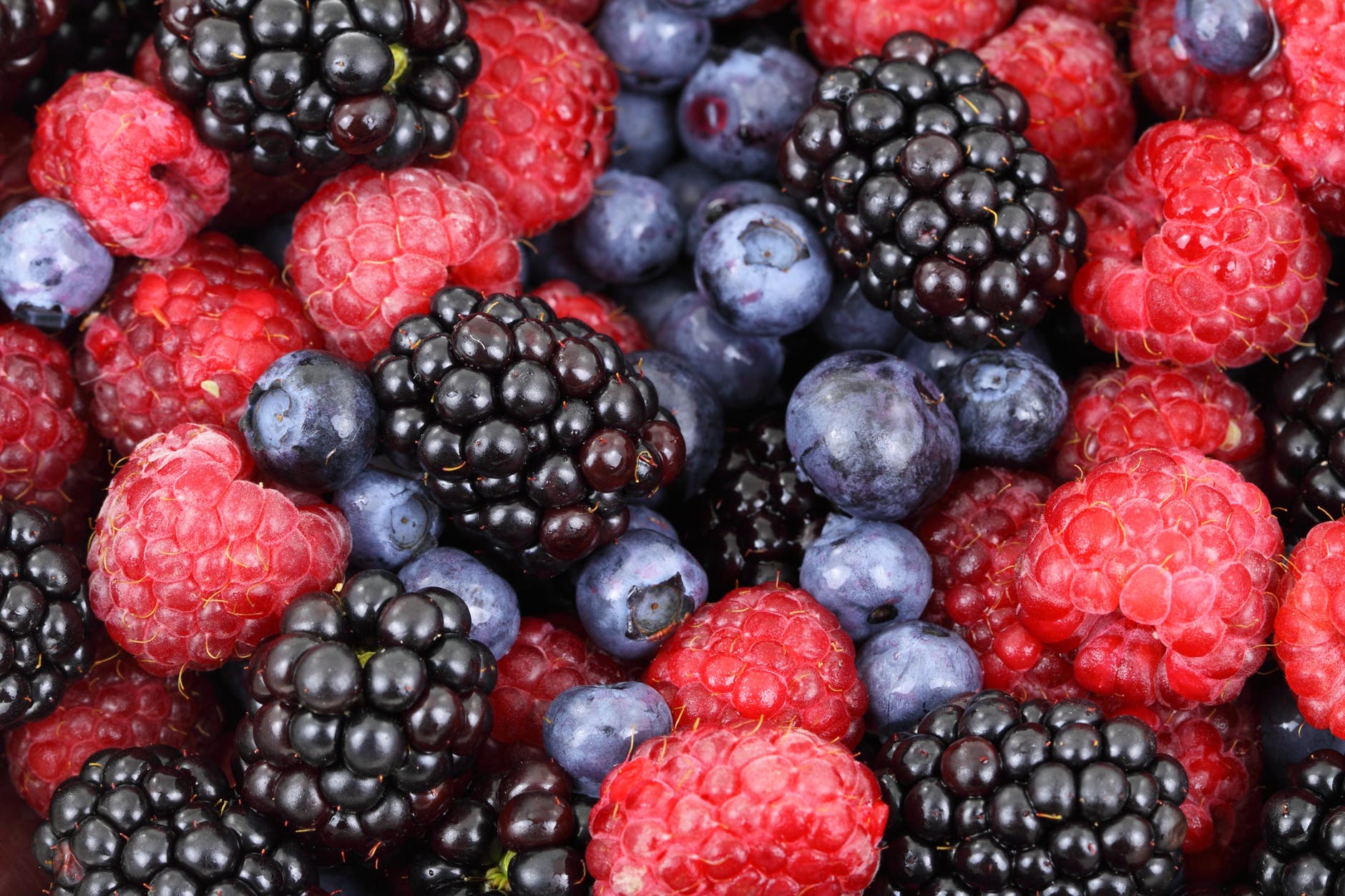 food forest blueberries raspberries