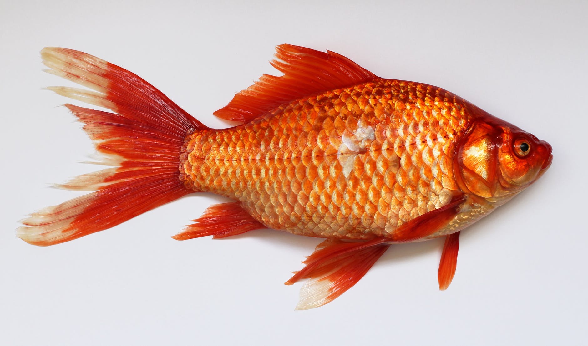 10 Foods that are Healthy for Life 10 red fish