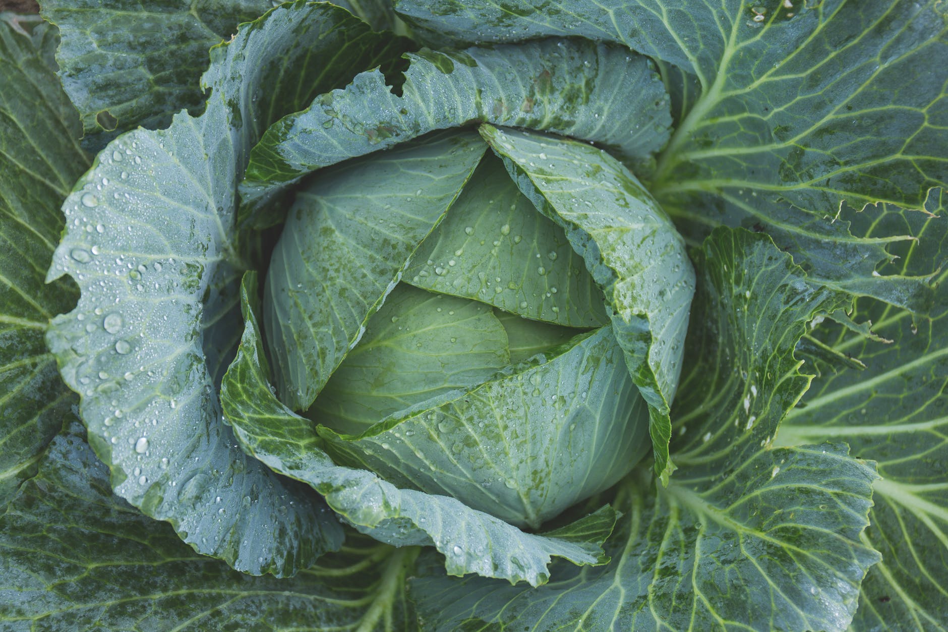 Vitamin C: Sources and 11 amazing health benefits 13 vitamin c from cabbage