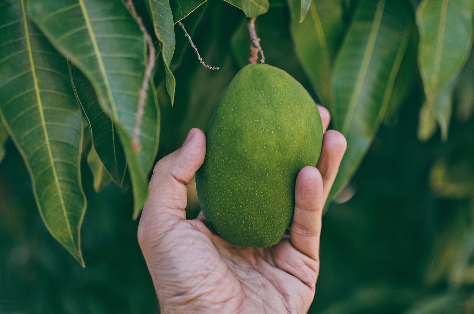 Vitamin C: Sources and 11 amazing health benefits 3 close up photo of person holding unripe mango