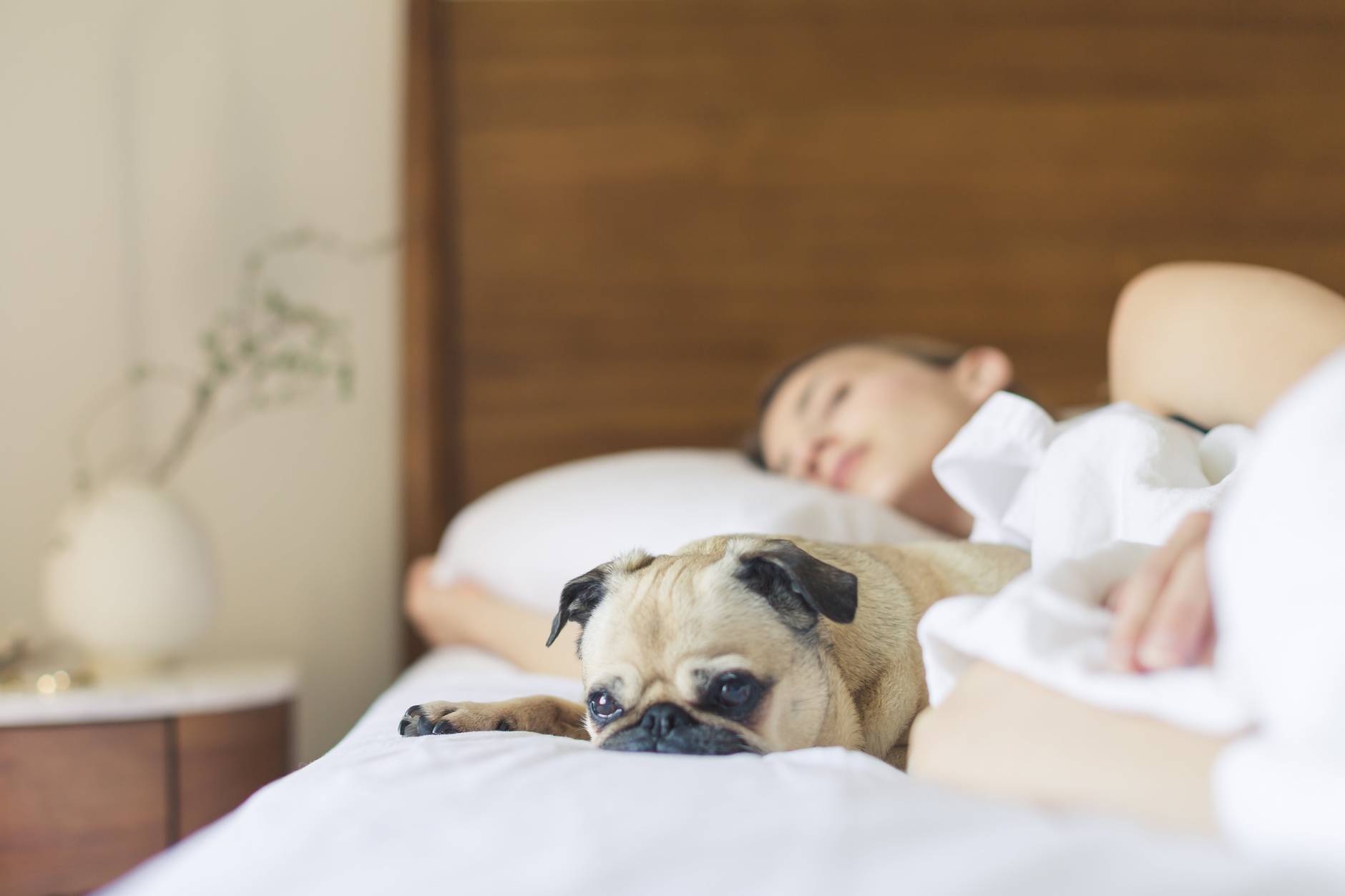 10 Daily habits that will change your life 9 bed bedroom cute dog