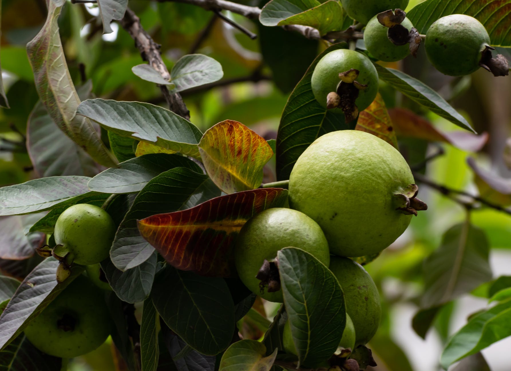 7 Antioxidant-rich fruits and its health benefits 6 food healthy nature garden