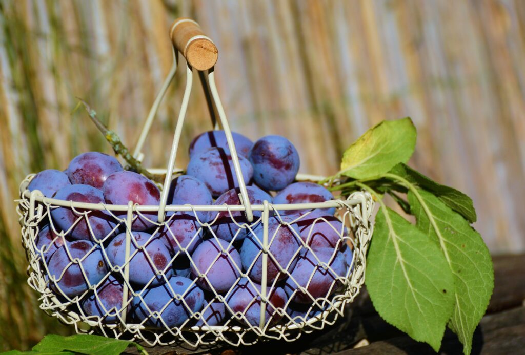 7 Antioxidant-rich fruits and its health benefits 8 plums fruit