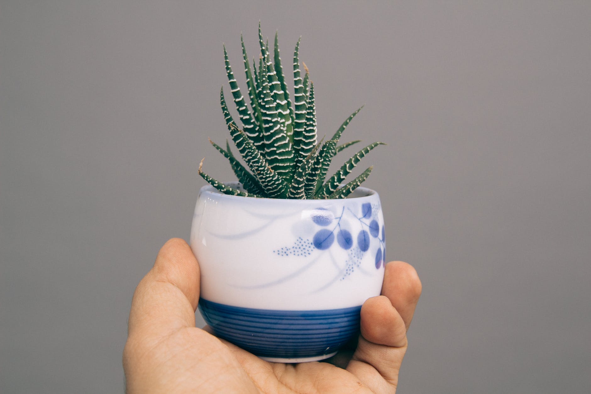 Top 10 Best Organic Aloe Vera Juice 2 aloe vera plant