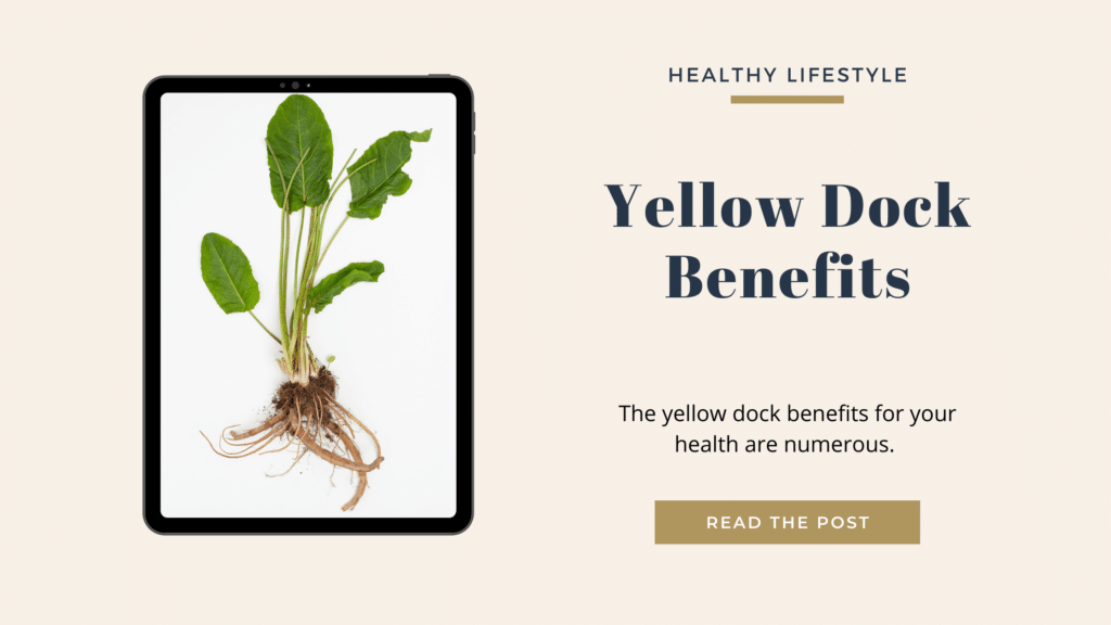 Top 6 Yellow Dock Benefits For Your Health » Healthy Lifestyle