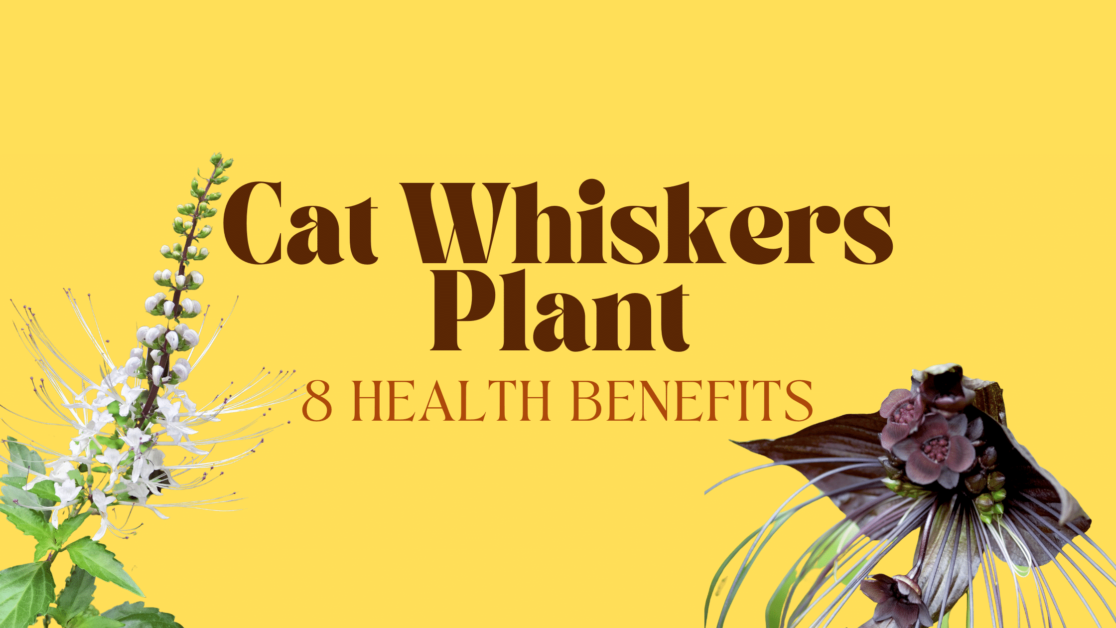 cat whiskers plant