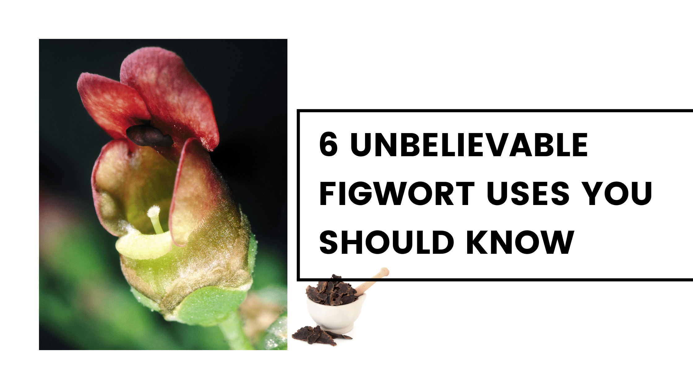 figwort uses