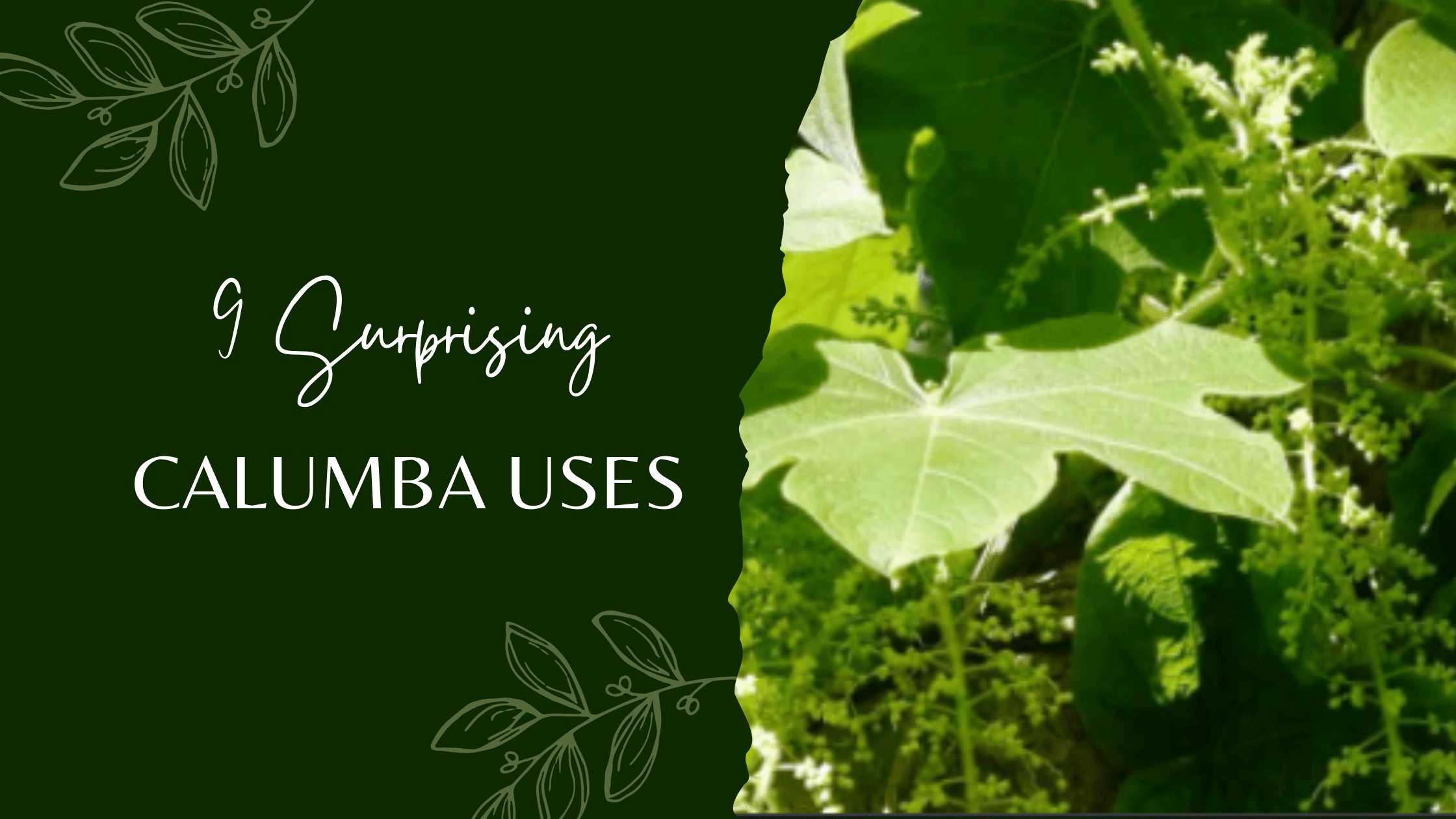 calumba uses