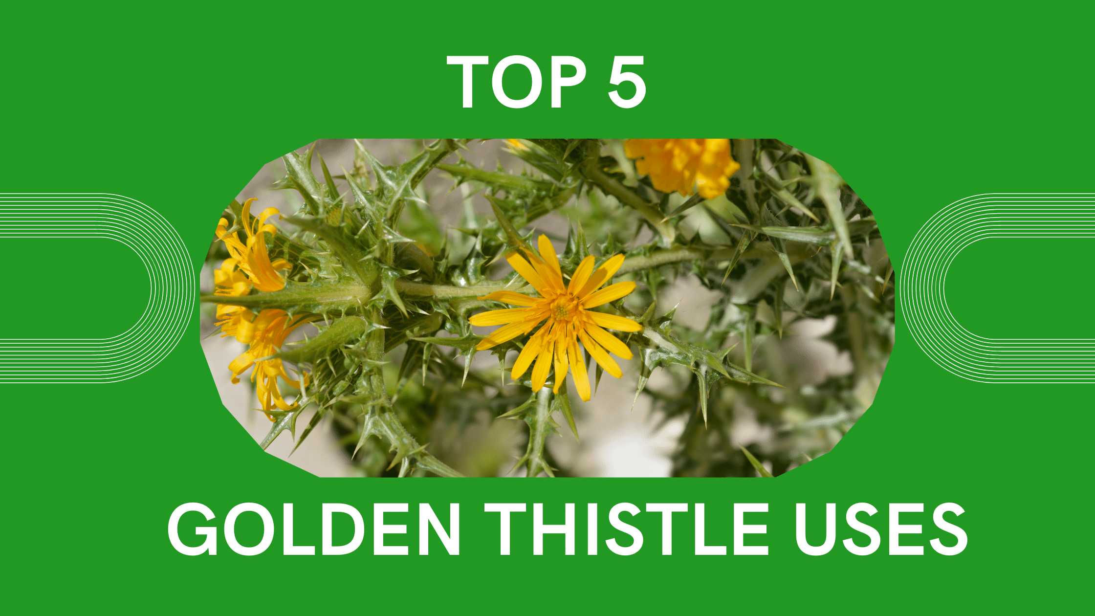 golden thistle uses
