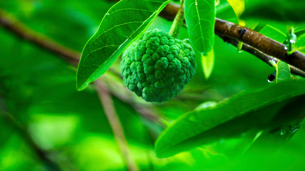 4 Benefits of Atis Fruit for Skin 2 atis fruit